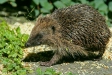 Hedgehog